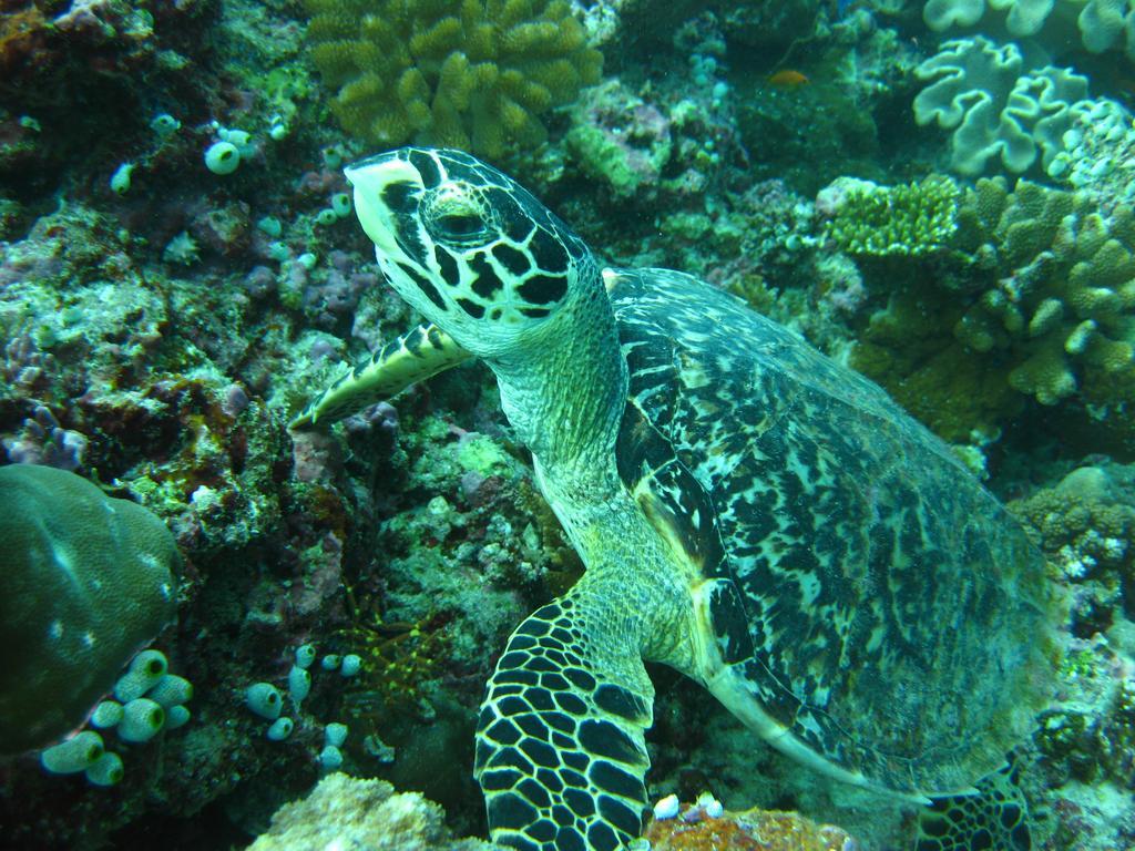 Whale Shark Inn Maamigili Esterno foto