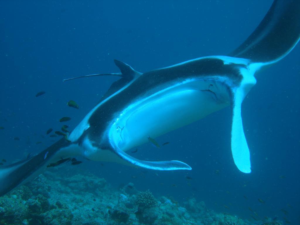 Whale Shark Inn Maamigili Esterno foto