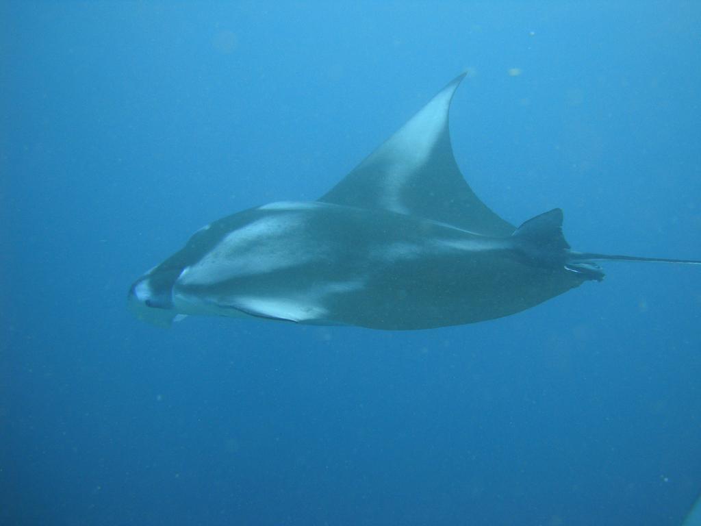Whale Shark Inn Maamigili Esterno foto