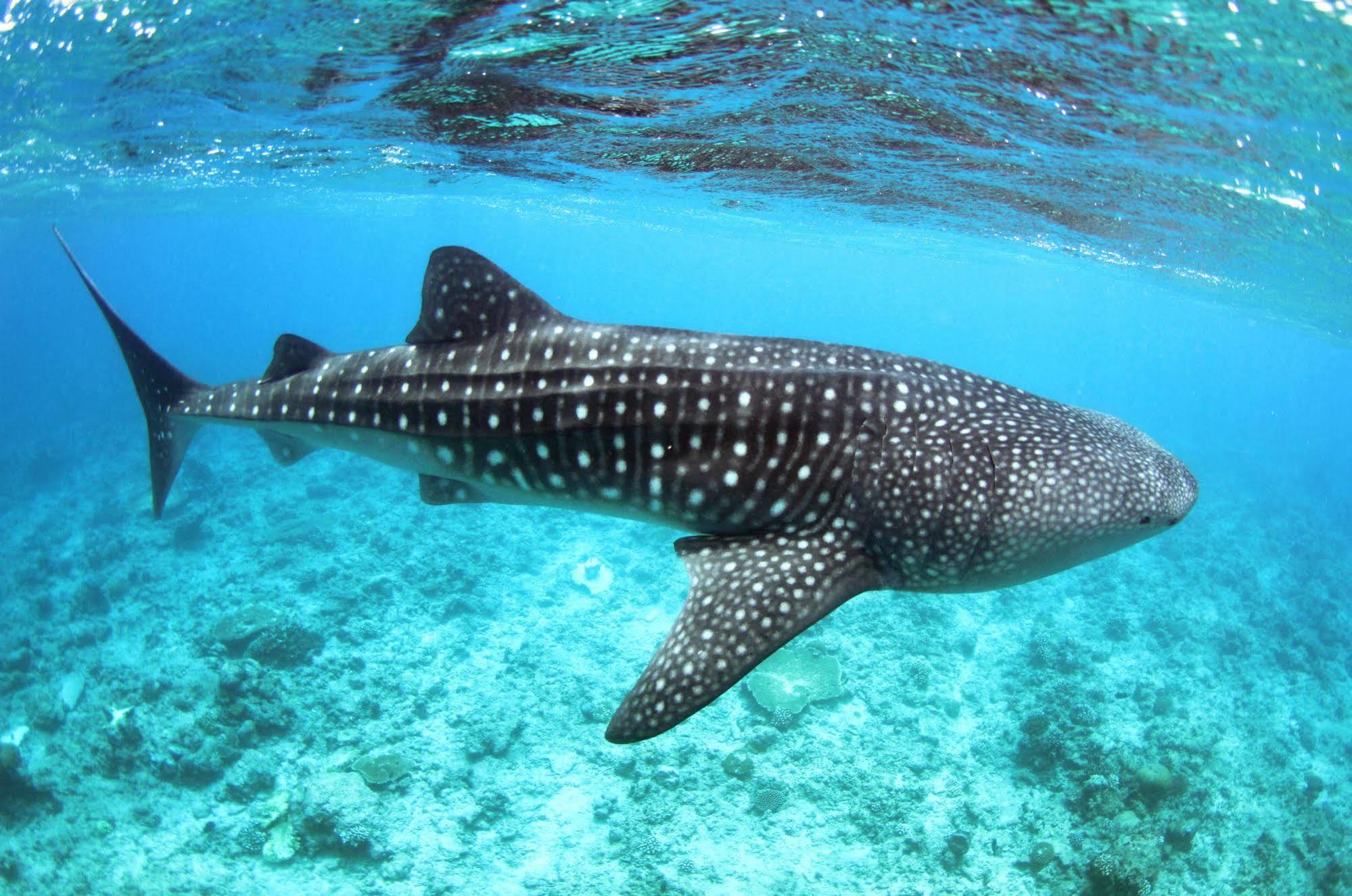 Whale Shark Inn Maamigili Esterno foto